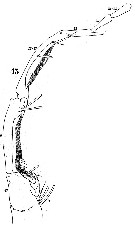 Espce Labidocera kryeri - Planche 8 de figures morphologiques