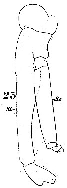 Espce Labidocera kryeri - Planche 9 de figures morphologiques