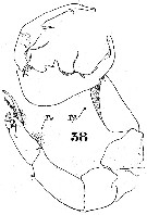 Espce Labidocera kryeri - Planche 7 de figures morphologiques