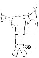 Espce Labidocera kryeri - Planche 6 de figures morphologiques