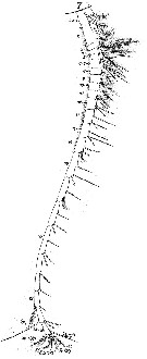 Espce Labidocera brunescens - Planche 5 de figures morphologiques