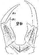 Espce Labidocera brunescens - Planche 4 de figures morphologiques