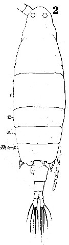 Espce Labidocera brunescens - Planche 1 de figures morphologiques