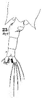 Espce Labidocera brunescens - Planche 2 de figures morphologiques