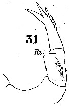 Espce Labidocera euchaeta - Planche 7 de figures morphologiques