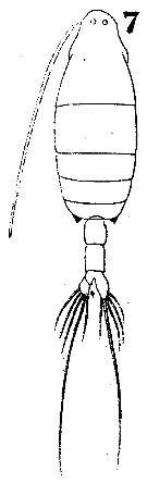 Espce Labidocera euchaeta - Planche 5 de figures morphologiques