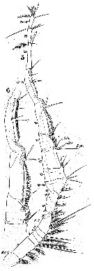 Species Labidocera wollastoni - Plate 12 of morphological figures