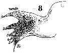 Espce Labidocera wollastoni - Planche 10 de figures morphologiques