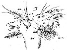 Espce Labidocera wollastoni - Planche 18 de figures morphologiques