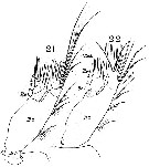 Espce Labidocera wollastoni - Planche 9 de figures morphologiques