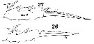 Espce Labidocera wollastoni - Planche 7 de figures morphologiques