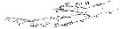 Espce Labidocera wollastoni - Planche 17 de figures morphologiques