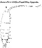 Espce Labidocera wollastoni - Planche 3 de figures morphologiques