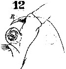 Espce Labidocera wollastoni - Planche 4 de figures morphologiques