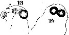 Espce Labidocera wollastoni - Planche 14 de figures morphologiques