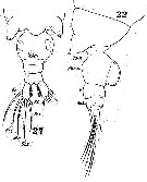 Espce Labidocera wollastoni - Planche 5 de figures morphologiques