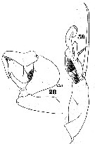 Espce Pontella princeps - Planche 4 de figures morphologiques