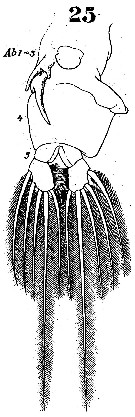 Species Pontella princeps - Plate 6 of morphological figures
