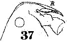 Espce Pontella tenuiremis - Planche 2 de figures morphologiques