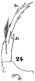 Espce Pontella tenuiremis - Planche 3 de figures morphologiques