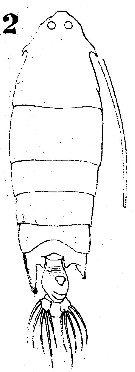 Espce Pontella spinipes - Planche 6 de figures morphologiques