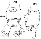 Espce Pontella spinipes - Planche 7 de figures morphologiques