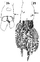 Species Pontella securifer - Plate 6 of morphological figures