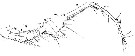 Espce Pontellina plumata - Planche 13 de figures morphologiques