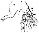 Espce Pontellina plumata - Planche 14 de figures morphologiques