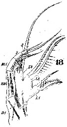 Espce Pontellina plumata - Planche 11 de figures morphologiques