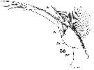 Espce Pontellina plumata - Planche 12 de figures morphologiques