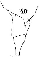 Espce Pontellina plumata - Planche 9 de figures morphologiques