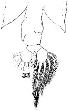 Espce Labidocera orsinii - Planche 2 de figures morphologiques