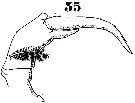 Espce Labidocera orsinii - Planche 3 de figures morphologiques