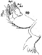 Espce Anomalocera patersoni - Planche 6 de figures morphologiques