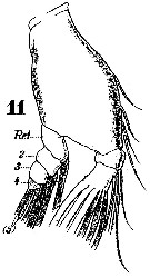 Espce Anomalocera patersoni - Planche 7 de figures morphologiques