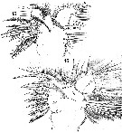 Espce Anomalocera patersoni - Planche 17 de figures morphologiques