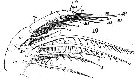 Espce Anomalocera patersoni - Planche 9 de figures morphologiques
