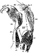 Espce Anomalocera patersoni - Planche 5 de figures morphologiques