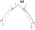 Espce Anomalocera patersoni - Planche 16 de figures morphologiques