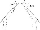 Espce Anomalocera patersoni - Planche 12 de figures morphologiques