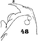 Espce Anomalocera patersoni - Planche 13 de figures morphologiques
