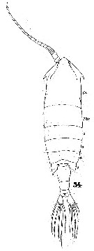 Espce Anomalocera patersoni - Planche 10 de figures morphologiques