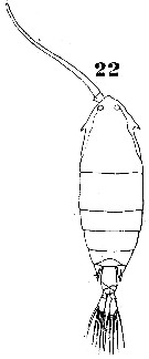 Espce Pontella chierchiae - Planche 4 de figures morphologiques
