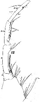 Espce Pontella chierchiae - Planche 10 de figures morphologiques