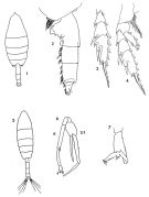 Espce Paraeuchaeta barbata - Planche 1 de figures morphologiques
