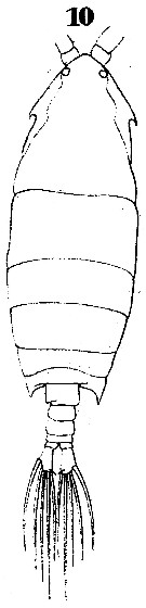 Espce Pontella lobiancoi - Planche 5 de figures morphologiques
