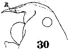 Espce Pontella lobiancoi - Planche 1 de figures morphologiques