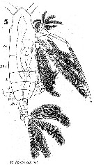 Espce Haloptilus fertilis - Planche 2 de figures morphologiques