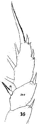 Espce Haloptilus chierchiae - Planche 8 de figures morphologiques
